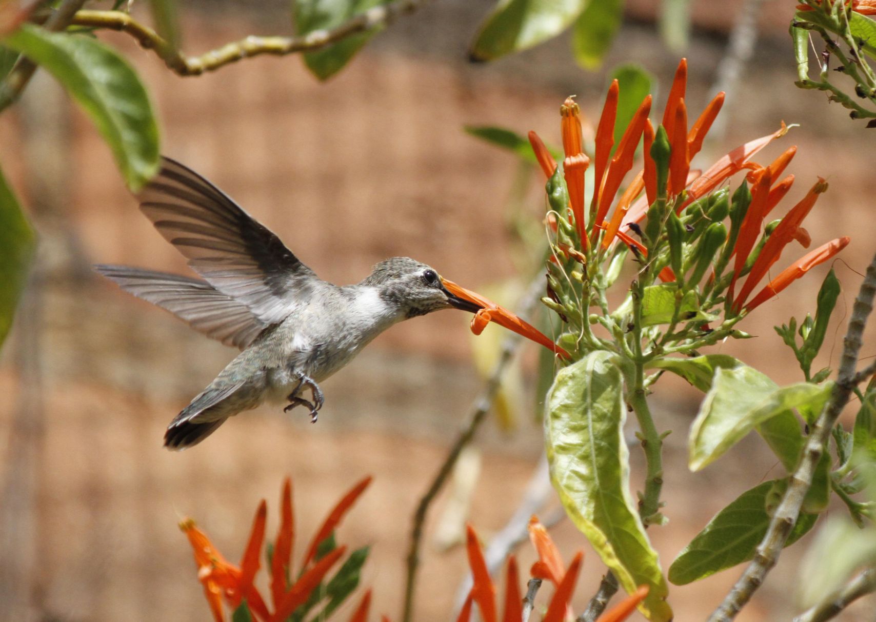 Hummingbirds from backyards and beyond